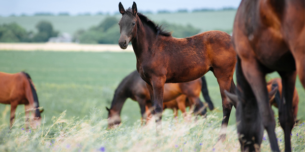 foal-series