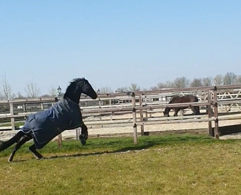 anxious-horse-paddock